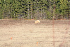 Ursus americanus kermodei
