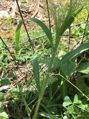 Panicum capillare