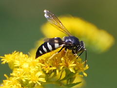 Bicyrtes quadrifasciatus