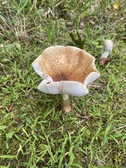 Amanita amerirubescens
