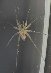 Pardosa pauxilla