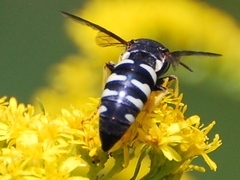 Bicyrtes quadrifasciatus