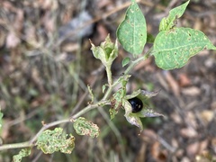 Atropa belladonna