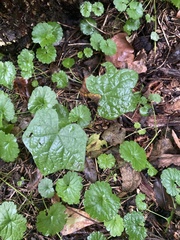 Menispermum canadense