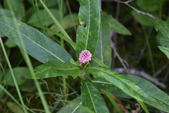 Persicaria amphibia