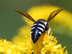 Bicyrtes quadrifasciatus