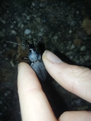 Carabus coriaceus