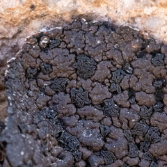 Umbilicaria hyperborea