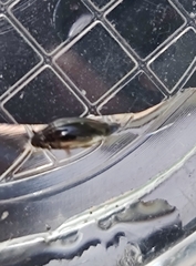 Gyrinus