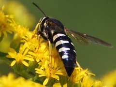 Bicyrtes quadrifasciatus