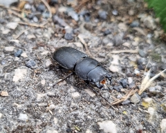 Dorcus parallelipipedus