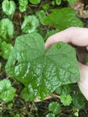 Menispermum canadense