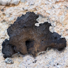 Umbilicaria hyperborea