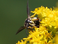 Bicyrtes quadrifasciatus
