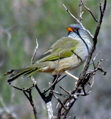 Embernagra platensis