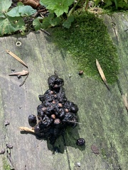 Urocyon cinereoargenteus