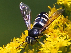 Bicyrtes quadrifasciatus