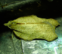 Acleris emargana