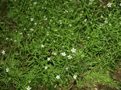 Mononeuria cumberlandensis