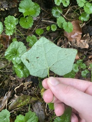 Menispermum canadense