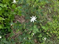 Jasminum multipartitum