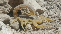 Leiurus hebraeus