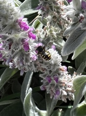 Anthidium manicatum