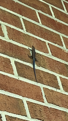 Plestiodon fasciatus