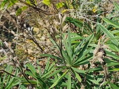 Onosma simplicissima