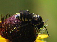 Triepeolus
