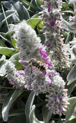 Anthidium manicatum