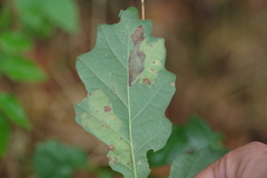 Tischeria ekebladella