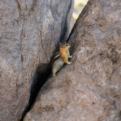 Callospermophilus lateralis