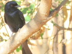 Dicrurus adsimilis apivorus