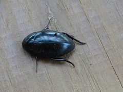 Hydrophilus ovatus