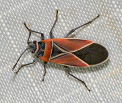 Neacoryphus bicrucis