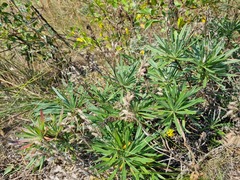 Onosma simplicissima