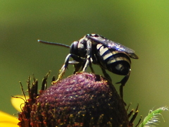 Triepeolus