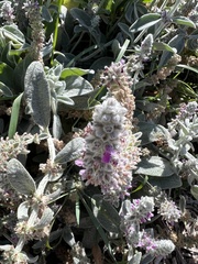 Anthidium manicatum