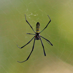 Trichonephila clavata