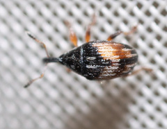 Nanophyes marmoratus
