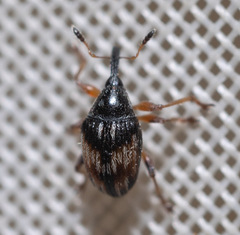 Nanophyes marmoratus