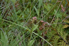 Prunella vulgaris lanceolata