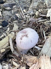 Laccaria ochropurpurea