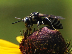 Triepeolus