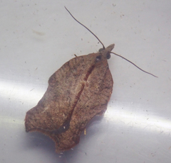 Acleris emargana