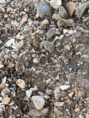 Anaxyrus americanus charlesmithi