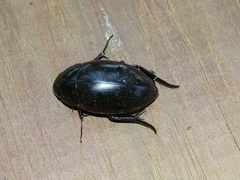 Hydrophilus ovatus