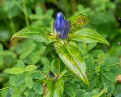 Gentiana