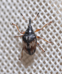 Nanophyes marmoratus